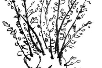 Agrandir l'image 1 sur 2, fenêtre modale