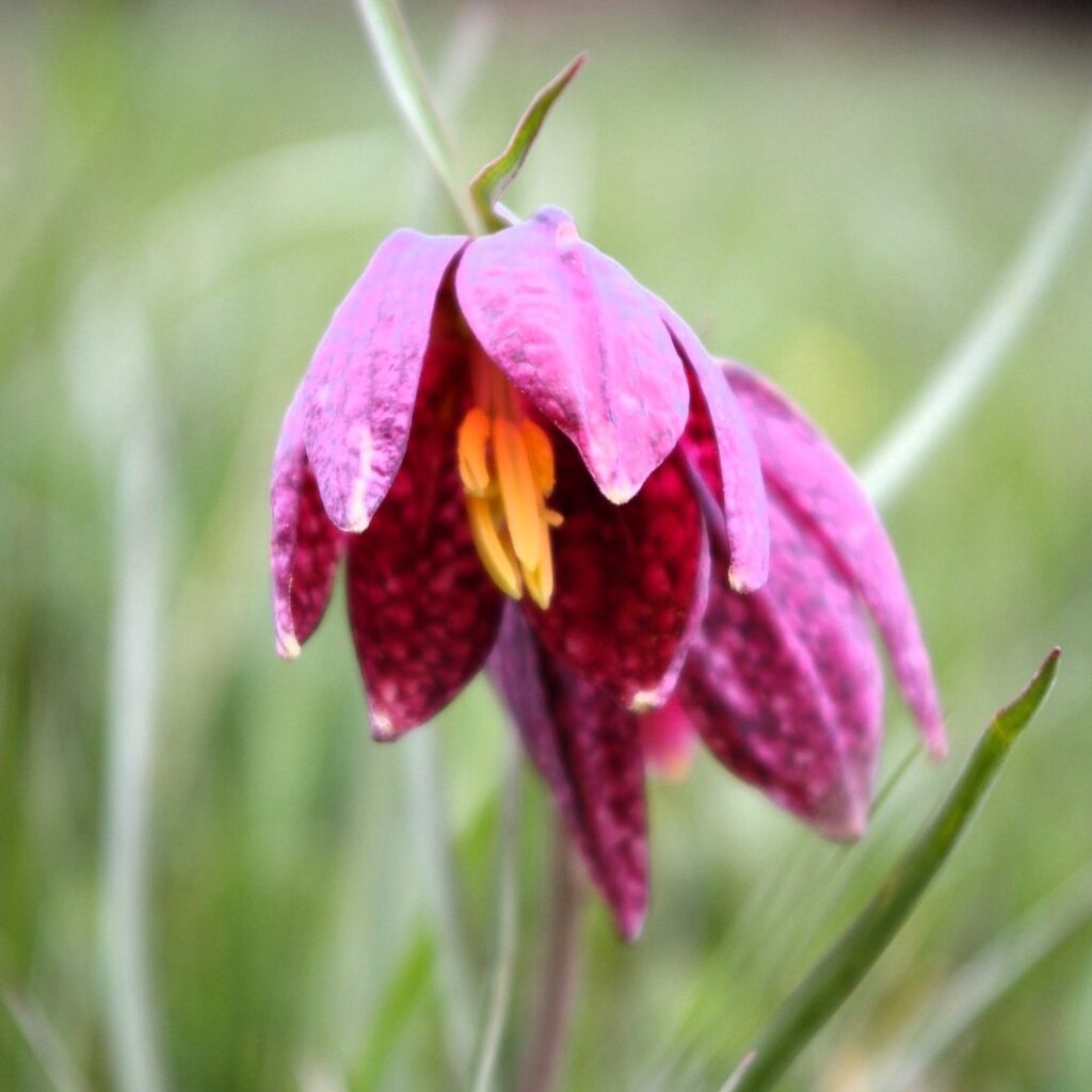 Une fritillaire pintade - Agrandir l'image, fenêtre modale