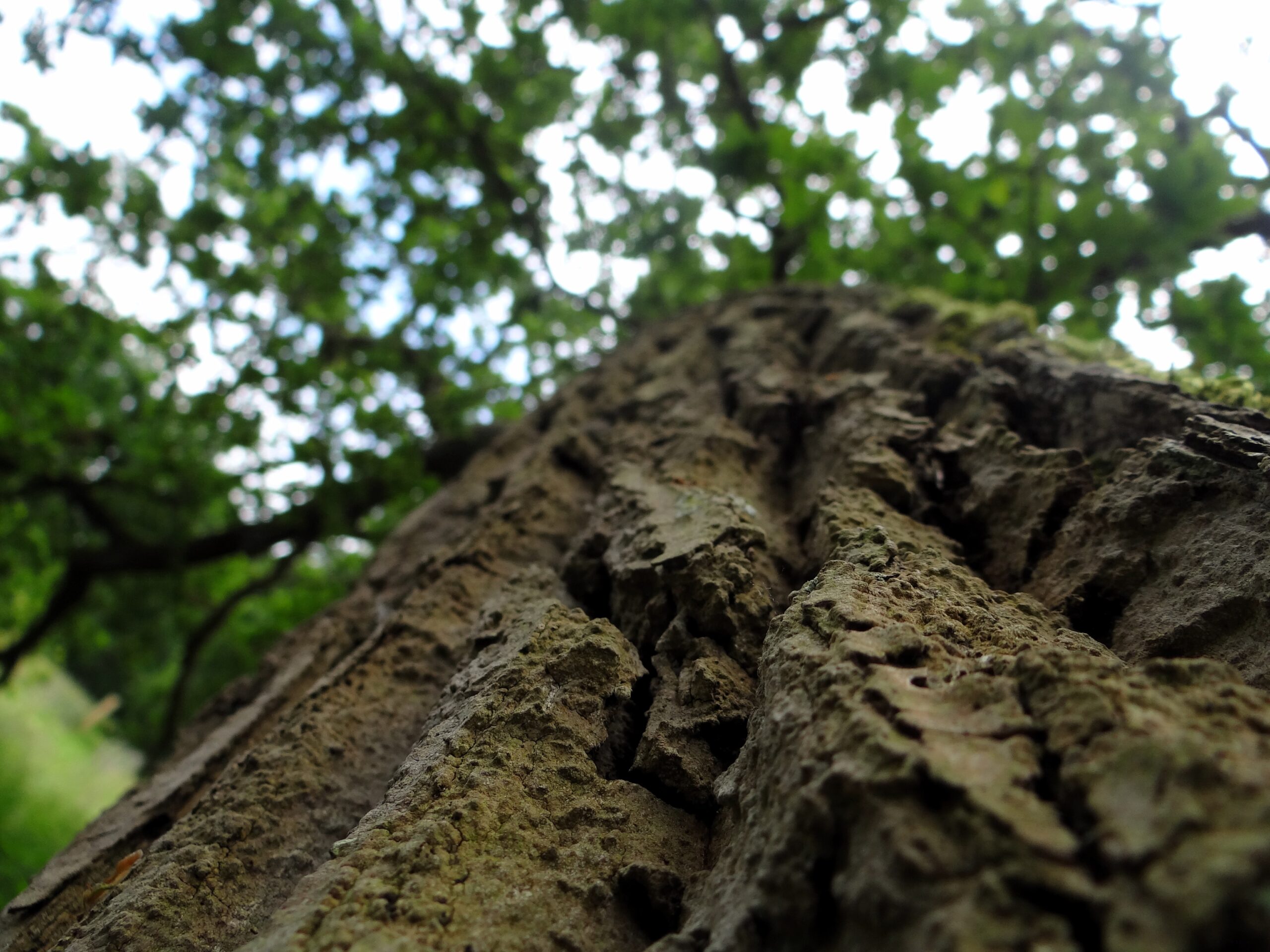 Visuel d'un arbre en contre plongée - Agrandir l'image, fenêtre modale
