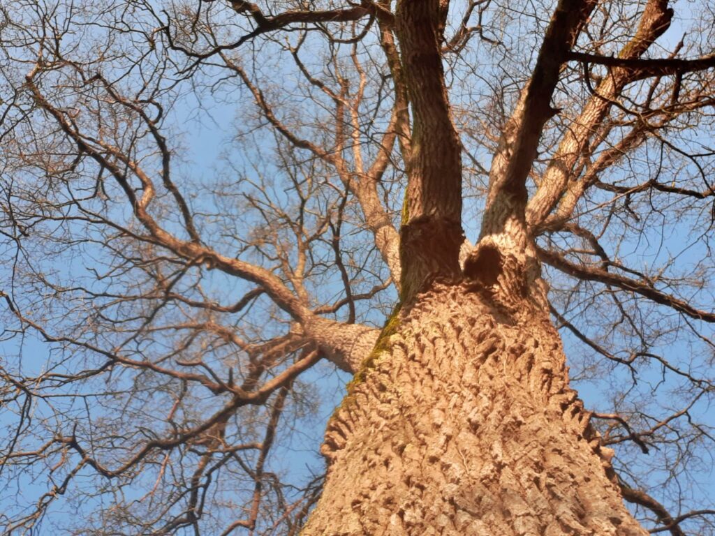 Vue d'un tronc d'arbre en contre plongée vers le ciel bleu - Agrandir l'image, fenêtre modale